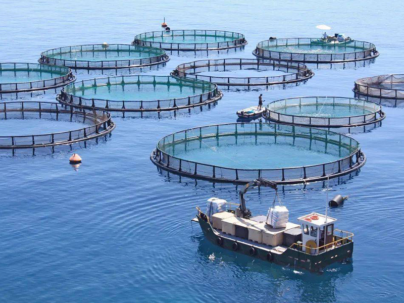 EU proposes a plan to promote sustainable development of fisheries and aquaculture industry